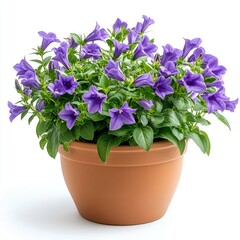 Stunning Purple Petunias in Terracotta Pot: Vibrant Blooms and Lush Greenery