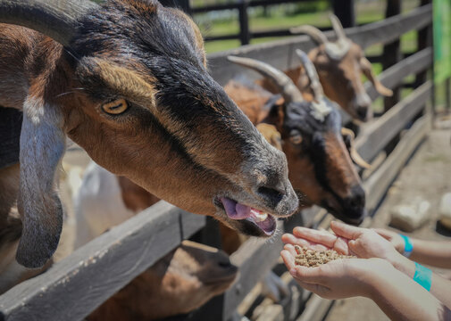 Friendly Goats Seeking Food From Eager Hands