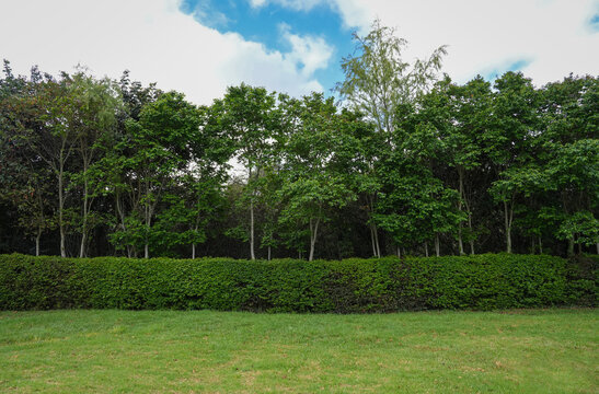 Lush Green Trees Framing An Open Landscape Scene