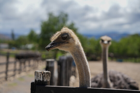 Curious Ostriches Looking From Their Pen Outdoors