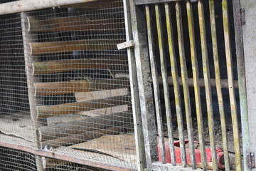 A chicken coop on a small scale, ecological, sustainable, community shared agriculture farm. © Ayudia