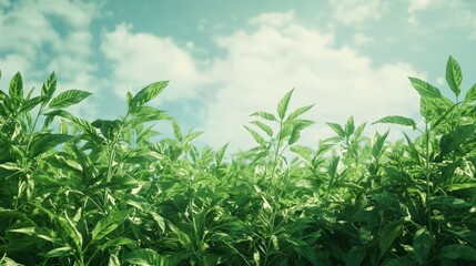 Fototapeta premium Lush green vegetation thrives under a partly cloudy sky.