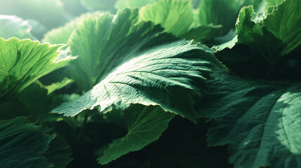 Close up of green leaves foliage nature background plant leaf texture botanical garden greenery fresh growth