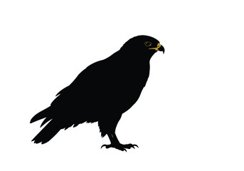Fototapeta premium Buzzard silhouette. This image depicts a buzzard with wings spread wide in a majestic and powerful flight. Vector clipart black illustration design.