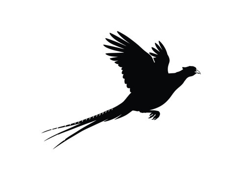Flying pheasant silhouette. A black silhouette of a pheasant in flight with wings spread wide and a long, elegant tail. Vector clipart black illustration design.