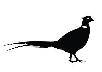 Fototapeta premium Pheasant silhouette. Black pheasant standing with long tail feathers and distinct white markings on neck and head. Vector clipart black illustration design.