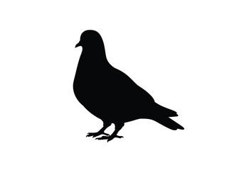 Obraz premium Pigeon silhouette. A black silhouette of a pigeon standing with a distinct beak and feather details, representing its urban presence. Vector clipart black illustration design.