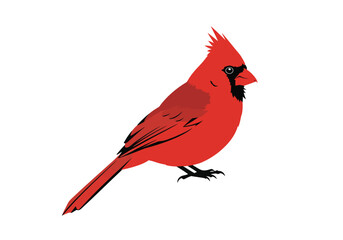 Red cardinal silhouette. This image shows a black silhouette of a red cardinal bird perched, displaying its distinctive crest and sleek body shape. Vector clipart black illustration design.
