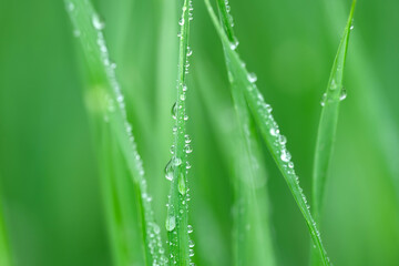 植物・水滴・グリーン
