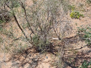 Beautiful tree in the desert. Haloxylon.
