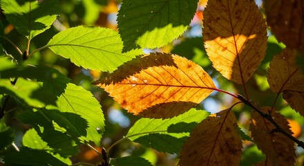 Autumn fallen leaves on ground colorful seasonal background   
