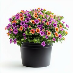 Fototapeta premium Vibrant Petunias in a Black Pot: A Colorful Floral Display