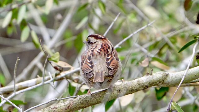 This close-up video captures the adorable and colorful details of a White-throated Sparrow nestled within forest brush. Observe the intricate patterns and vibrant hues of this charming little bird as 