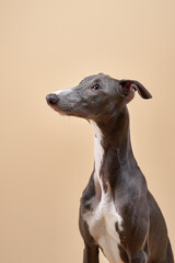 A close-up of an Italian Greyhound with its head slightly tilted, gazing intently to the side.