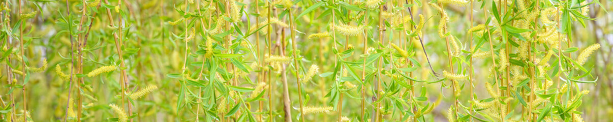 Yellow and spring green textured nature background, small new yellow leaves and fuzzy yellow flowers on a weeping willow tree in the spring, as a nature background
