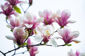Fototapeta premium Pink Magnolia Blossoms Against White Sky Blooming Spring Floral Display