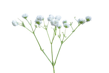 twig of gypsophila isolated on white
