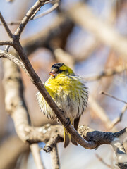 Eurasian siskin male, latin name spinus spinus, sitting on branch of tree. Cute little yellow songbird.