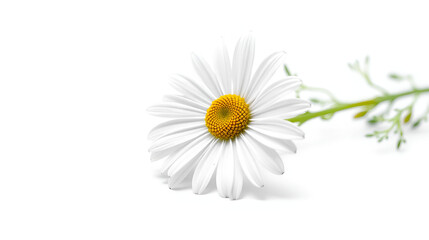Daisy flower isolated on white background as package design element