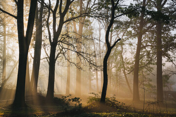 Sunlight Through Foggy Forest Trees Creating Golden Light And Atmospheric Mood