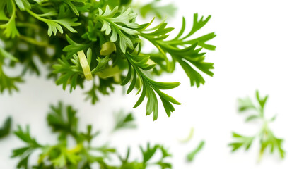 Obraz premium Chopped dry parsley leaves flying, isolated on white, clipping
