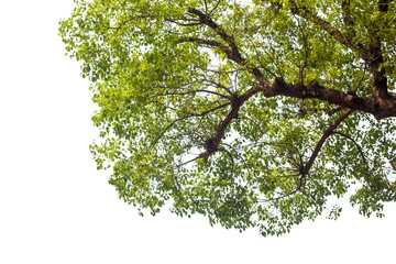 tropical green leaves isolated on white