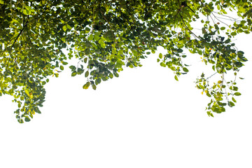 Close up green leaves isolated on white background