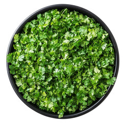 Coriander leaves isolated [Transparent Background PNG] 