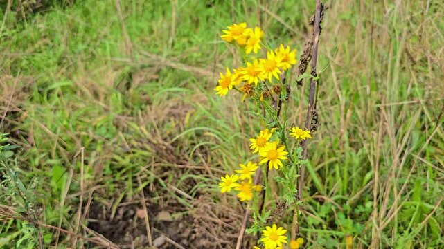 jacobaea vulgaris or senecio jacobaea flowers blooms in a strong yellow on meadow.