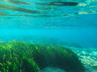 Seagrass underwater with natural sunlight in Mediterranean sea, jijel Algeria, Sea Grass underwater, seagrass Kelp grows in rocks under the sea and the diversity of life in the Mediterranean.