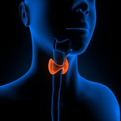 human thyroid anatomy. 3d illustration