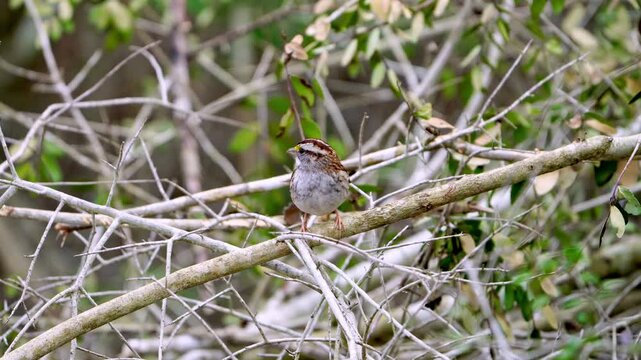 This close-up video captures the adorable and colorful details of a White-throated Sparrow nestled within forest brush. Observe the intricate patterns and vibrant hues of this charming little bird as 