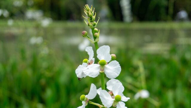 A stalk of delicate white Sagittaria lancifolia flowers with bright green centers rises above a blurred green and watery background