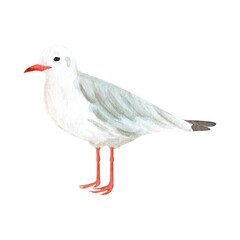 Standing seagull watercolor illustration isolated on white. High quality hand-drawn clip art for cards, stationary, scrapbooking, wrapping paper, guides, sea tourism, dishes, textile decor and design