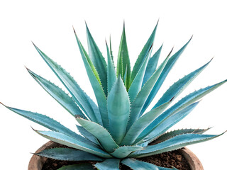 Obraz premium blue agave aloe vera plant isolated on white background