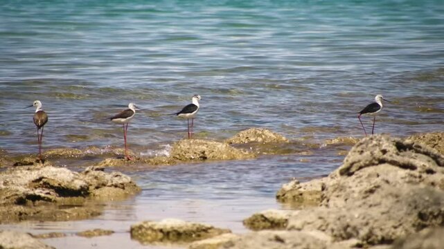 Footage shows four black-winged stilts (Himantopus himantopus) resting on the rocky shores of Assyk Kul Lake, providing a peaceful and scenic birdwatching experience.