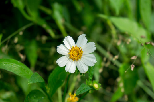 A small, delicate white Bidens pilosa flower with a bright yellow center stands out against lush green foliage