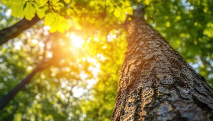 Majestic Tree in Sunlight: A Forest's Embrace