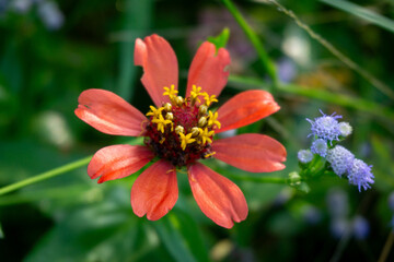 A single vibrant orange-red Zinnia peruviana flower displays bright yellow centers against a soft green backdrop with small blue flowers.