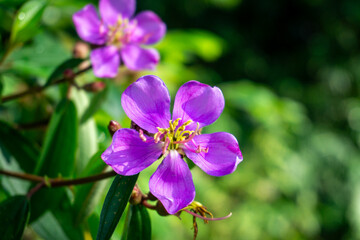 Obraz premium A vibrant purple Melastoma malabathricum flower with yellow stamens blooms amidst lush green leaves and a blurred background