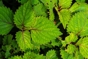 Lush green leaves of Perilla frutescens display serrated edges and intricate veining, hinting at its aromatic nature