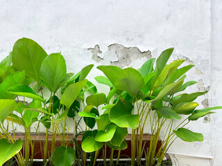 Close up of tropical calathea lutea leaves planted on a flower bed with a decaying weathered white...