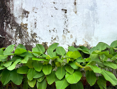 Close up of tropical calathea lutea leaves planted on a flower bed with a decaying weathered white wall background. Peeled off wall with tropical plants, caf&eacute; and rustic vibe. Vintage old outdoor gard