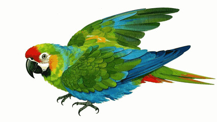 Avian palette splash parrot isolated watercolor vector illustration svg