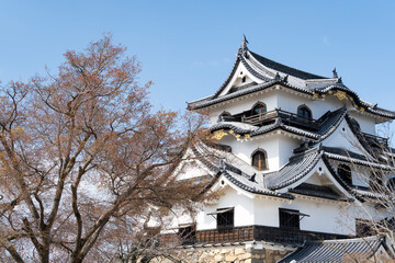 Fototapeta premium 青空と彦根城