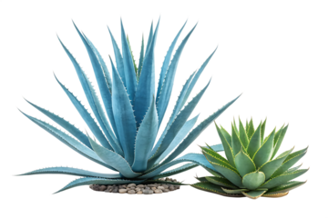 blue agave aloe vera plant isolated on white background PNG