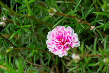 A vibrant Portulaca grandiflora flower showcases ruffled petals of bright pink and crisp white...