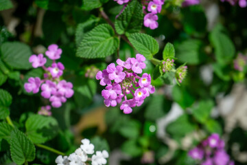 Clusters of delicate lilac Lantana montevidensis flowers bloom amidst lush green, textured foliage