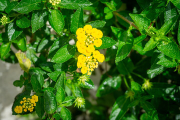 Bright yellow clusters of Lantana camara flowers contrast beautifully against the vibrant green,...