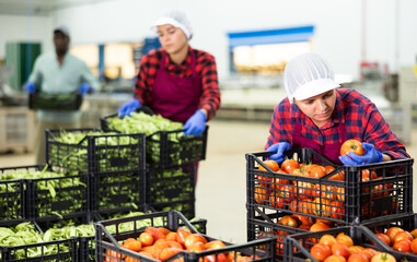 Young farmer woman working at a vegetable depot inspects freshly picked tomatoes, putting them in a...